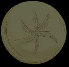 ortaggi_brigada_bottom_bg