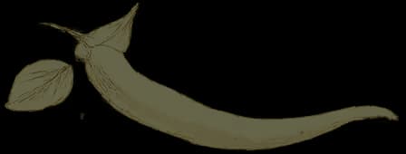 ortaggi_shareRecipes_top_bg